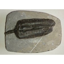 EXTINCTION- Cupressocrinus CRINOID FOSSIL - TOP QUALITY picture