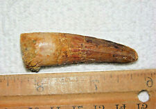 2 INCH LONG SPINOSAURUS TOOTH DINOSAUR TEETH REAL FOSSIL EXTINCT SPINOSAUR RELIC picture
