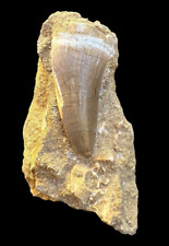 A gorgeous Mosasaurus tooth in matrix from Morocco, Fossilized tooth, Big dino picture