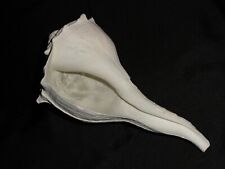 Large Vintage LIGHTNING WHELK Seashell NATURAL BLEACHED ANTIQUE 9.5 inches long picture