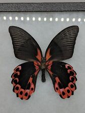 Red, Pink, Black Papilio Rumanzovia Butterfly Real Framed Philippines Taxidermy  picture