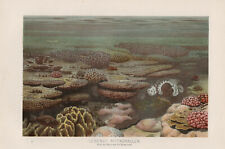 1895 MARINE TROPICAL CORAL REEF LIFE FISH Antique Chromolithograph Print picture
