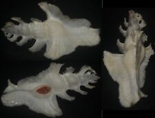 Tonyshells Seashells Pterynotus elongatus HUGE SUPERB WINGS 72mm Gem, picture