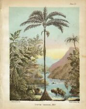 Popular History of the Palms, B. Seemann, 1856. original color plates picture