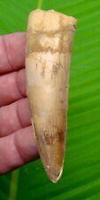 SPINOSAURUS Dinosaur Tooth -  3 & 1/2 in.    REAL FOSSIL  picture