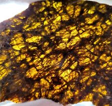 TRANSLUCENT Meteorite NWA 7831 Diogenite Achondrite HED Slice 37g Asteroid VESTA picture