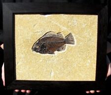 EXTINCTIONS- BEAUTIFUL PROFESSIONALLY FRAMED COCKERELLITES FISH- GREAT GIFT IDEA picture