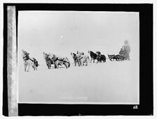 Alaskan Malamute chorus,Alaska,AK,United States,Dogsledding,Dog Team,1918-1920 picture