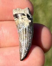 NICE Suchomimus Dinosaur Tooth Fossil from Niger Erlhaz Fm Spinosaurid picture