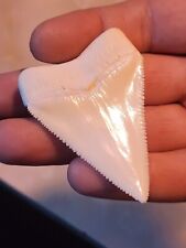 GREAT WHITE SHARK TOOTH..2.49