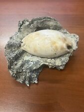 Fossilized Shell Display OYSTER / COWRIE , Pliocene Era. picture