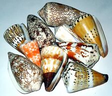Assorted Craft Cone, Conus Seashells (10) ~ 2”-3” Shells picture