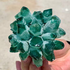 430G  Newly Discovered Green Phantom Quartz Crystal Cluster Minerals picture