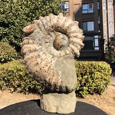 14.6LB Natural ammonite fossil conch cluster crystal specimens healed KH219 picture