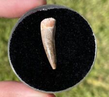 Texas Fossil Phytosaur Tooth RARE Triassic Dinosaur Tooth in Display Case picture