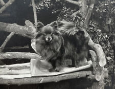 1910 RPPC Black Pomeranian Sitting On Newspaper on Bench Real Photo Postcard picture