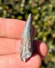 NICE Suchomimus Dinosaur Tooth 1.55” Fossil from Niger Spinosaurus Relative Dino picture