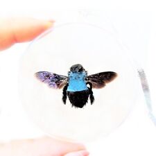 Xylocopa caerulea REAL BLUE CARPENTER BEE BUMBLEBEE CHRISTMAS ORNAMENT GIFT picture