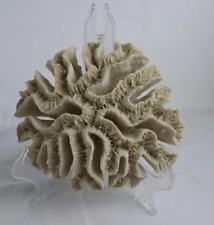 Natural Brain Coral 10