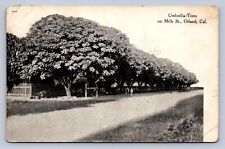 J99/ Orland California Postcard c1910 Umbrella Tree on Mills St Homes 112 picture