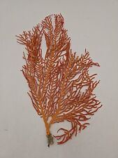 Sea Fan Coral Orange And Red Natural Real Piece Approximately 10