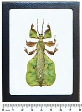 Phyllium pulchrifolium green leaf bug male Indonesia framed picture