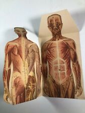 c1930's Anatomical Fold Out  Manikins Home Physician Multi Panel Male & Female  picture