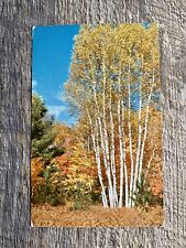 VTG Chrome c.1955 Clump Of White Birch Trees Autumn Scene L.L. Cook Milwaukee Wi picture