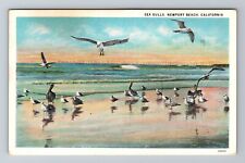 Newport Beach CA-California, Sea Gulls Bird Life On The Coast, Vintage Postcard picture