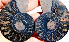Large Ammonite Pair Great Crystals 97mm Dinosaur age 110 myo FOSSIL 3.8