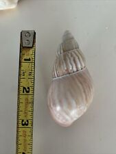 Landsnail Amphidromus sea shell 3 inches picture