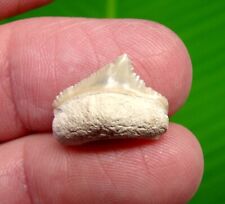 MEGALODON SHARK TOOTH - BONE VALLEY - RARE - NEWBORN BUTTON Tooth  picture