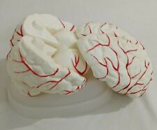 Brain with Arteries Anatomical Models picture