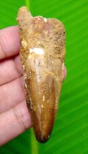 SPINOSAURUS DINOSAUR TOOTH - 2.62 INCHES - AUTHENTIC FOSSIL - DINOSAUR TEETH picture
