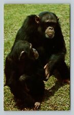 Chimpanzees, Rain Forest Africa, Vintage Postcard picture
