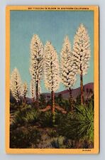 Southern CA-California, Yuccas in Bloom, Scenic, Vintage Postcard picture