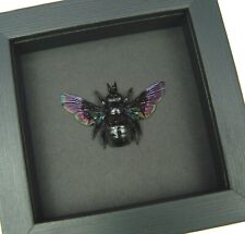 Xylocopa latipes Female Rainbow Bee Real Framed Taxidermy Moonlight Display picture