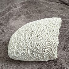Seashells Natural  Brain Coral 6 1/2