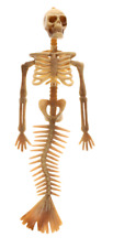 Plastic Skeleton Mermaid 14 inches Halloween Decor/Prop Party Decoration picture