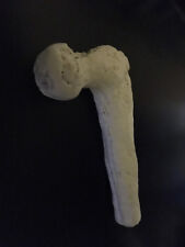 Berg Aukus Femur / Giant Human Bone / Giant Evidence picture
