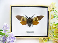 Brown Wing Cicada - Angamiana floridula - giant Cicada in 3D - museum quality picture