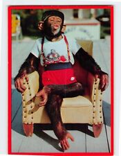 Postcard Waiting for a Kiss Chimpanzee at the Monkey Jungle Florida USA picture