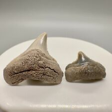 Pair - Nice posterior  Fossil CHUBUTENSIS Shark Teeth - Miocene, Aurora NC picture