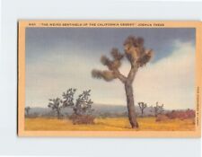 Postcard The Weird Sentinels of California Desert Joshua Trees California USA picture