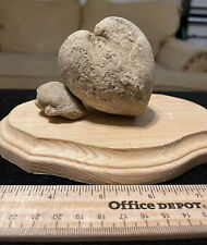 Heart Shaped Giant Clam Fossil - 60 Million Year Old Cretaceous Bivalve picture
