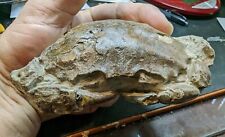 Crab Fossil 5