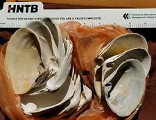 Atlantic Ocean White Southern Quahog Sea Shells / Seashells for Arts & Crafts picture
