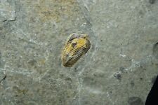 Trilobite / Brachyapidion Microps / Cambrian Fossil Specimen / House Range, Utah picture