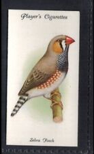 ZEBRA FINCH - 90 + year old English Tobacco Card # 34 picture