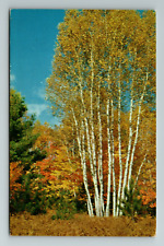 Drummond Island MI- Michigan, Clump Of White Birch, Vintage Chrome Postcard picture